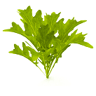 Symbol Kyselina listová (vitamín B9)